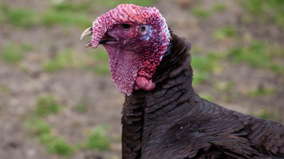 Youth Turkey Harvest Nearly Breaks Record in Missouri, Second-Highest Since 2001