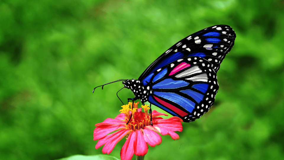 First Annual Southeast Missouri Memorial Butterfly Release Set for July 19 in Potosi
