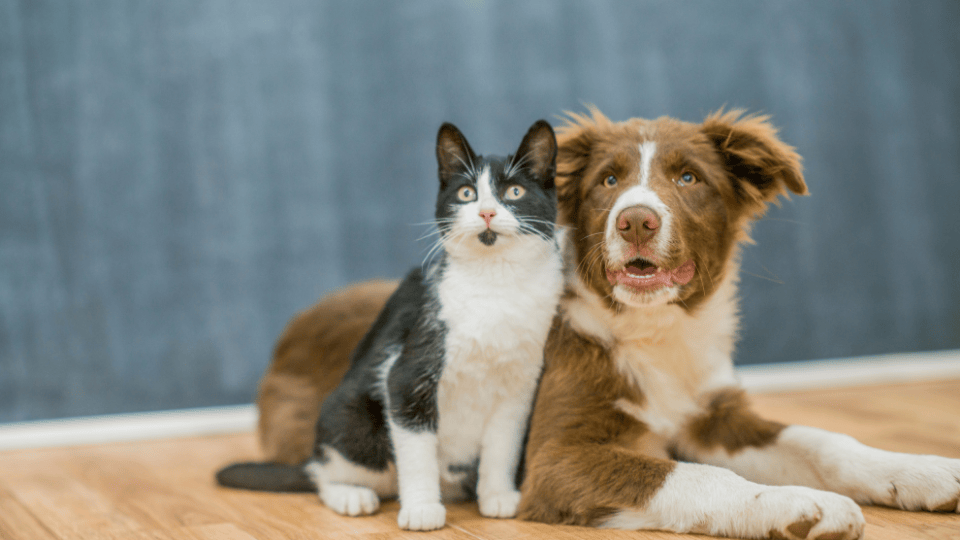 Alliance Prepares For Humane Day