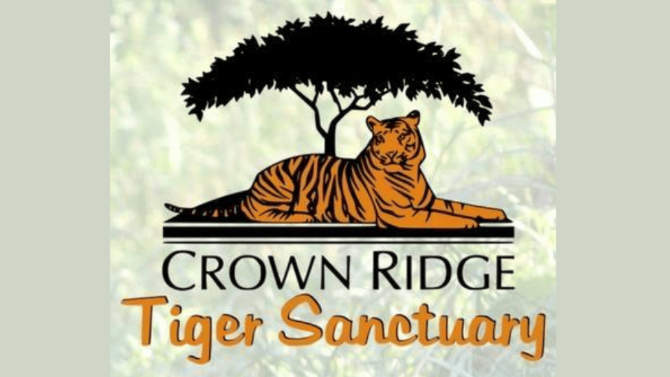Crown Ridge Tiger Sanctuary to Close After Nearly 20 Years