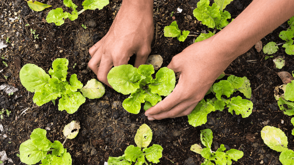 Bonne Terre's 3rd Annual Plant Palooza Planned for Saturday