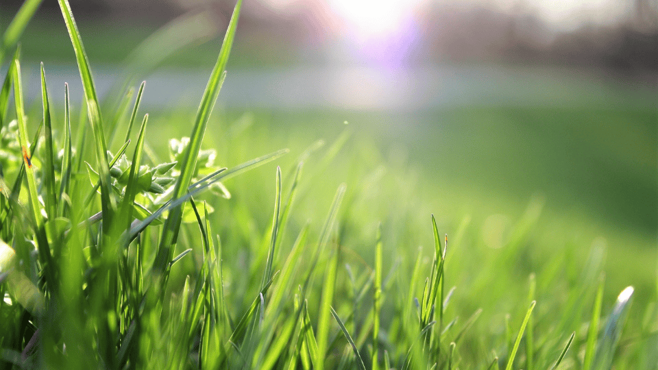 Springtime Brings Back Memories of Lost Loved Ones