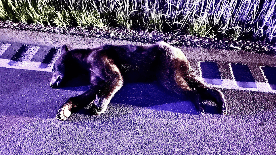 Wildlife on the Move: Drivers Urged to Watch for Animals Crossing Roadways