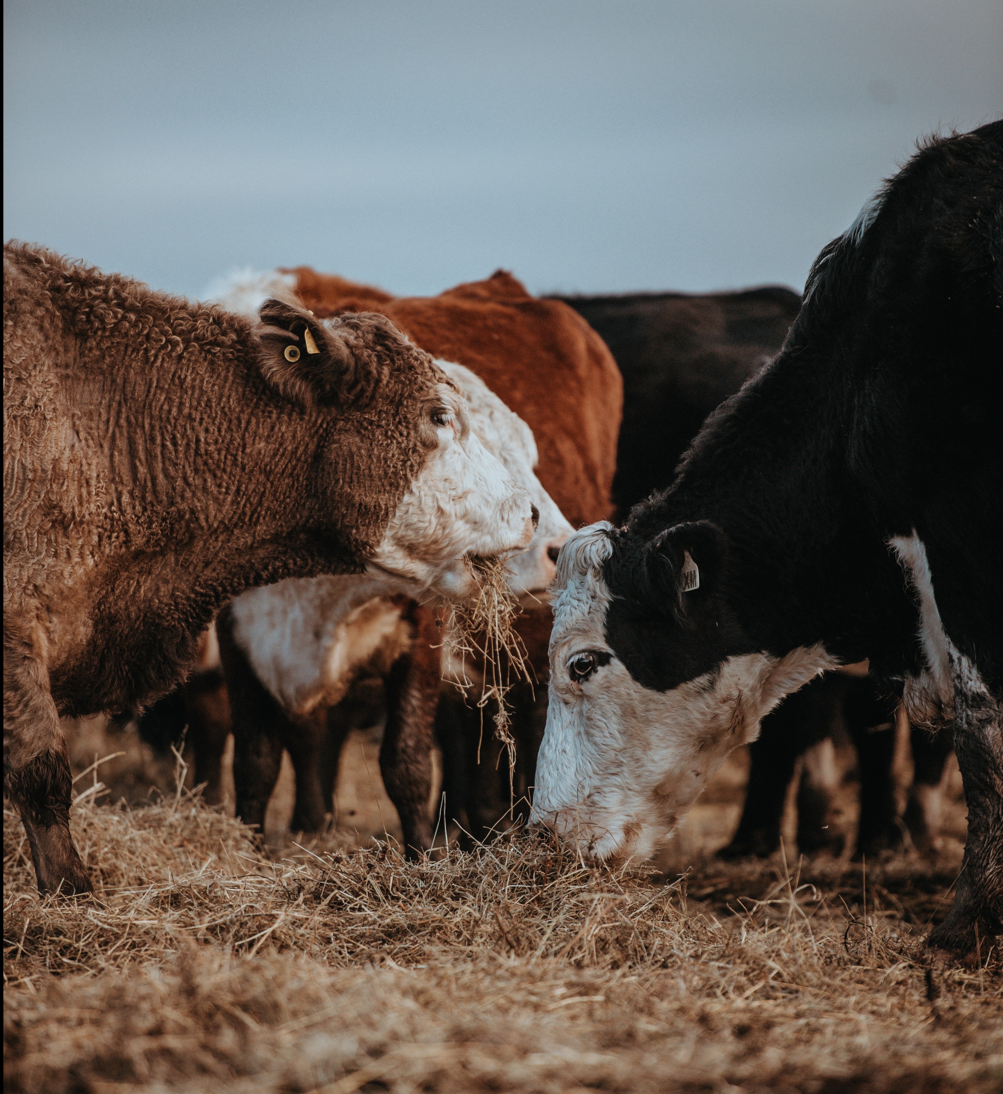 Drought Tough on Livestock Producers